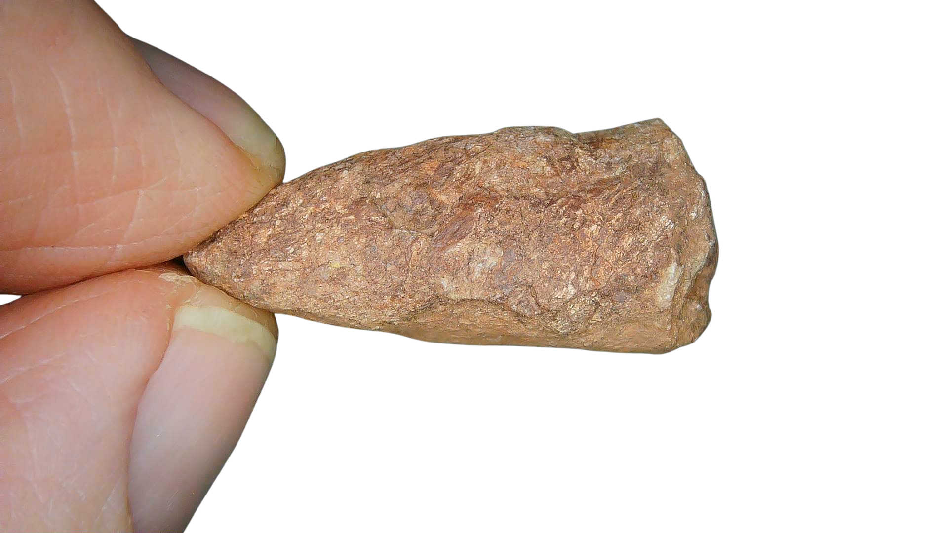 Triassic Age Dinosaur Coprolite from Bull Canyon Formation New Mexico 109 | Fossils for Sale