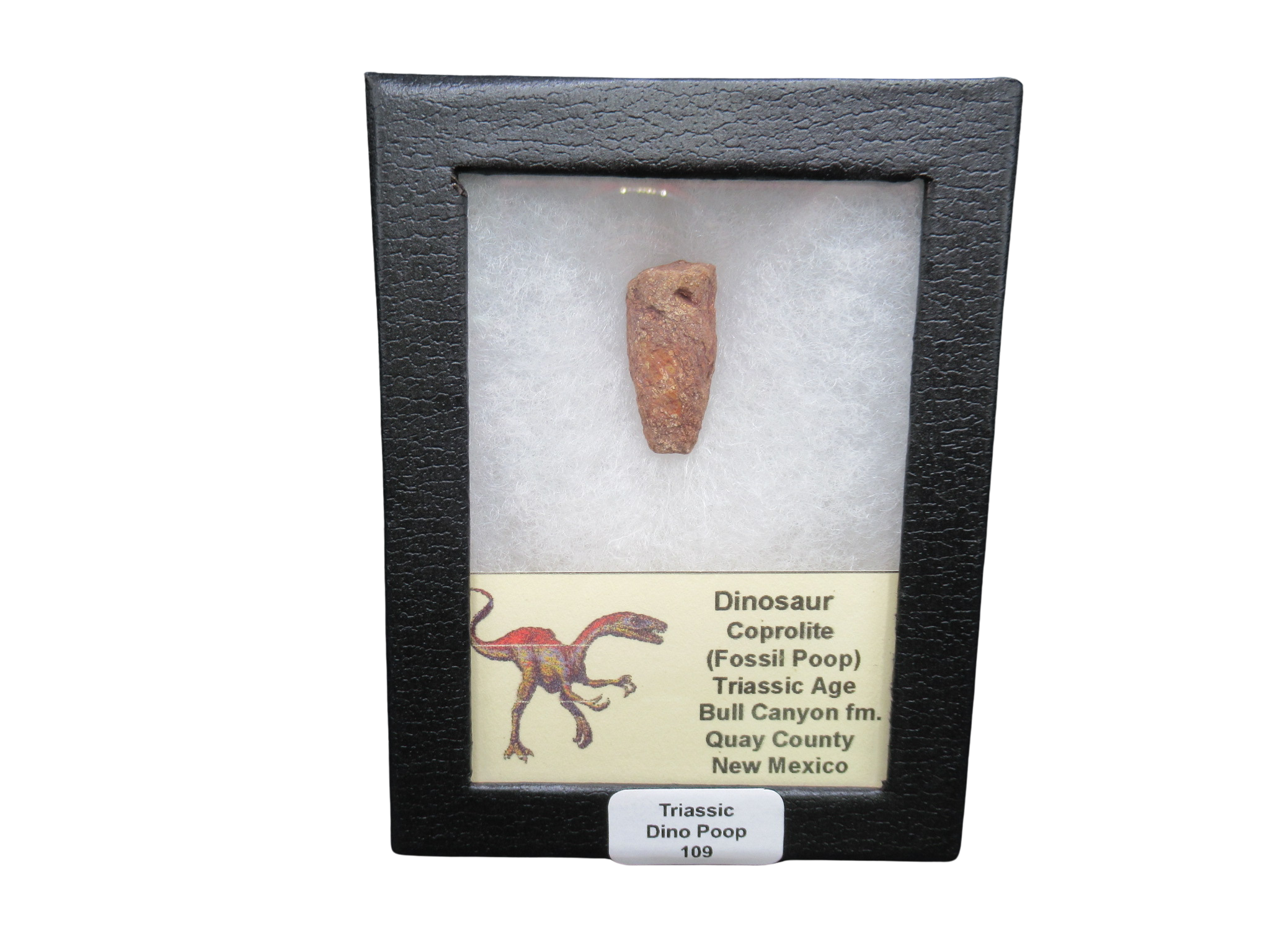 Triassic Age Dinosaur Coprolite from Bull Canyon Formation New Mexico 109c | Fossils for Sale