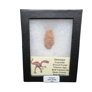 Coprolite - Triassic Dinosaur Poop for Sale from New Mexico #110