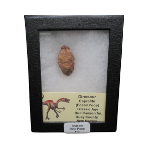 Coprolite - Triassic Dinosaur Poop for Sale from New Mexico #113