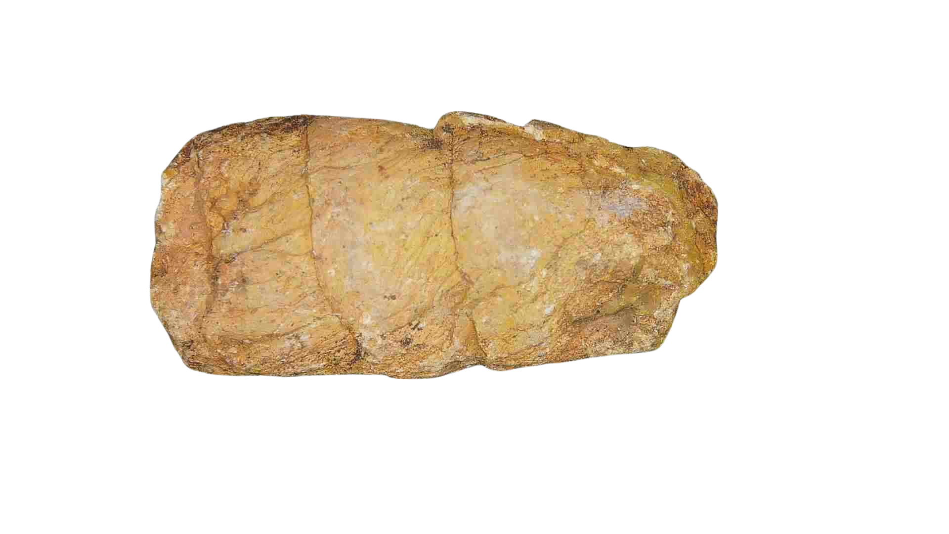 Triassic Age Dinosaur Coprolite from Bull Canyon Formation New Mexico 90 | Fossils for Sale