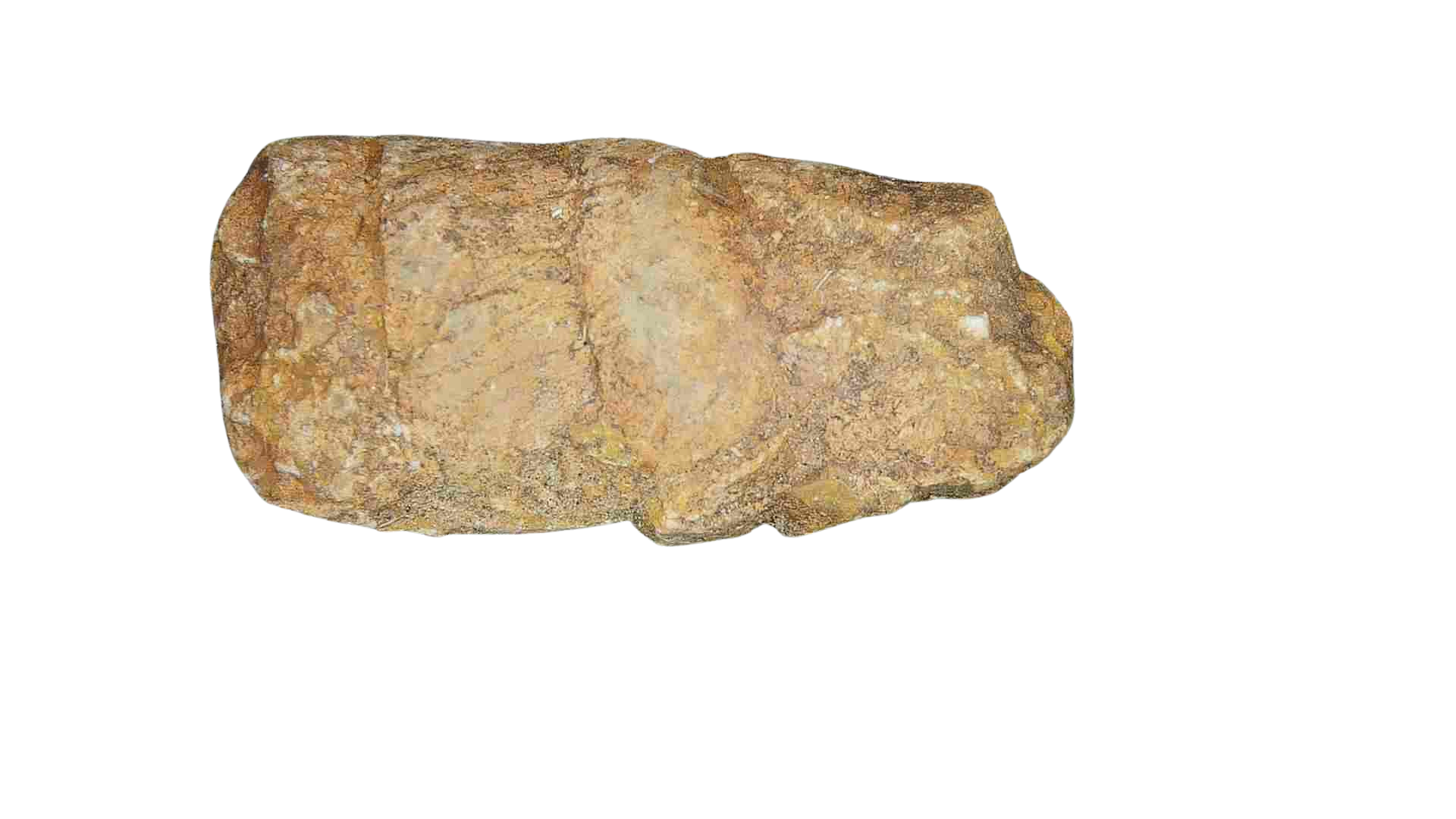 Triassic Age Dinosaur Coprolite from Bull Canyon Formation New Mexico 90a | Fossils for Sale