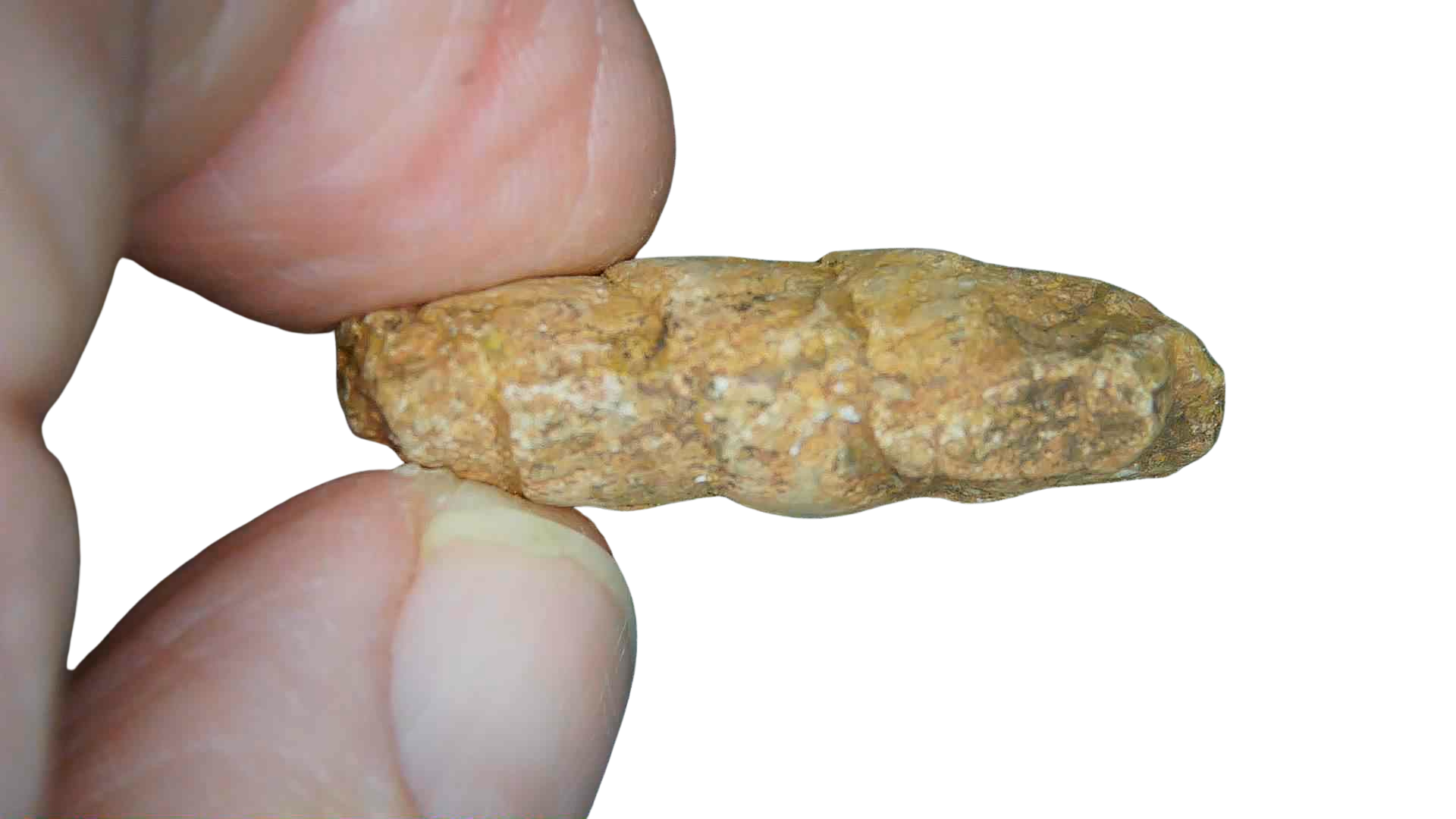 Triassic Age Dinosaur Coprolite from Bull Canyon Formation New Mexico 90b | Fossils for Sale