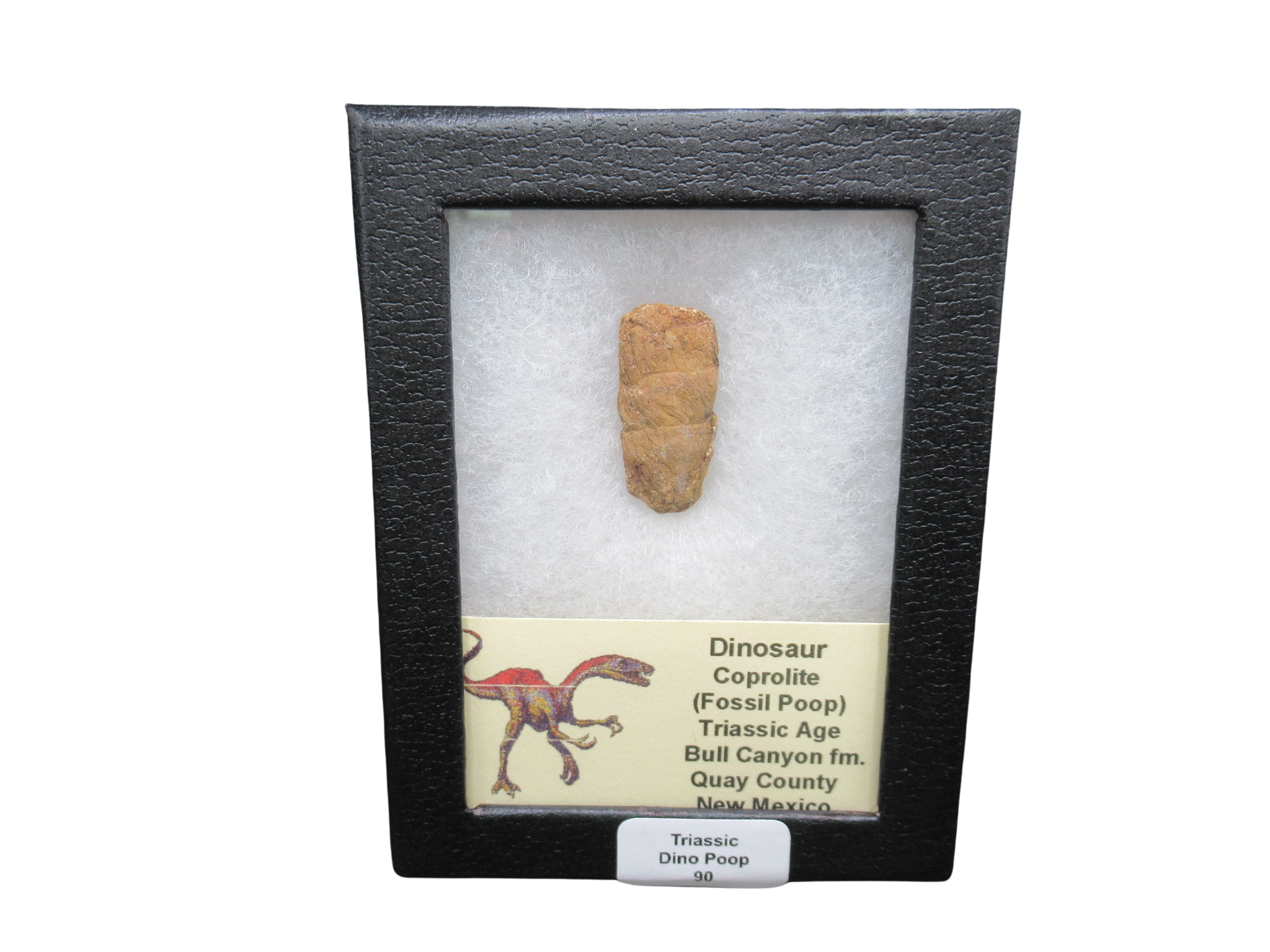 Triassic Age Dinosaur Coprolite from Bull Canyon Formation New Mexico 90c | Fossils for Sale