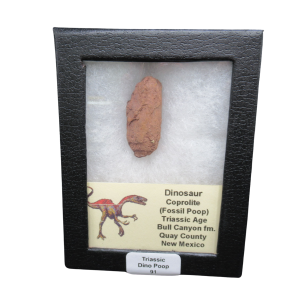 Coprolite - Triassic Dinosaur Poop for Sale from New Mexico #91