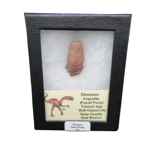 Coprolite - Triassic Dinosaur Poop for Sale from New Mexico #92