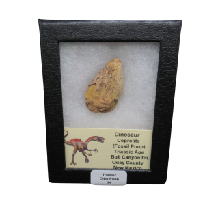 Coprolite - Triassic Dinosaur Poop for Sale from New Mexico #94