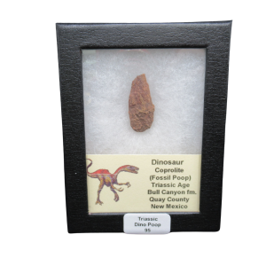 Coprolite - Triassic Dinosaur Poop for Sale from New Mexico #95