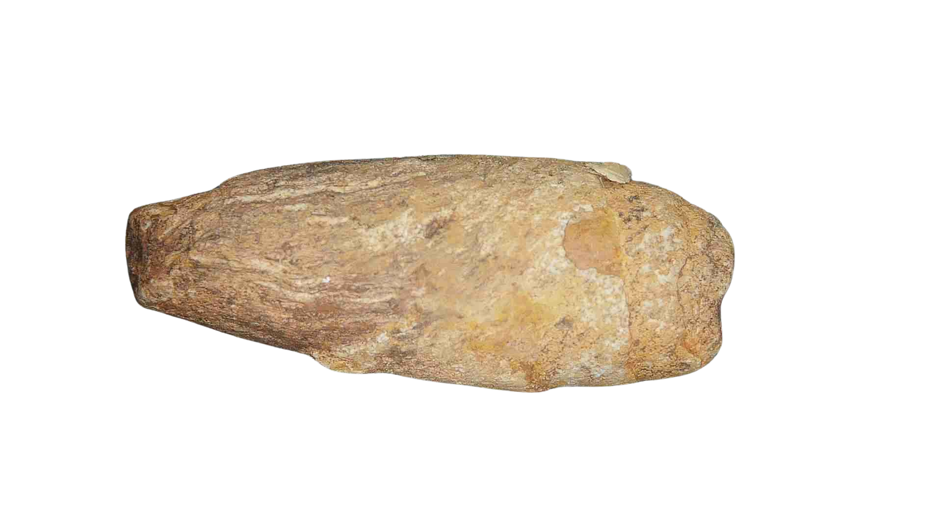Triassic Age Dinosaur Coprolite from Bull Canyon Formation New Mexico 96a | Fossils for Sale