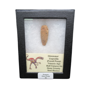 Coprolite - Triassic Dinosaur Poop for Sale from New Mexico #96