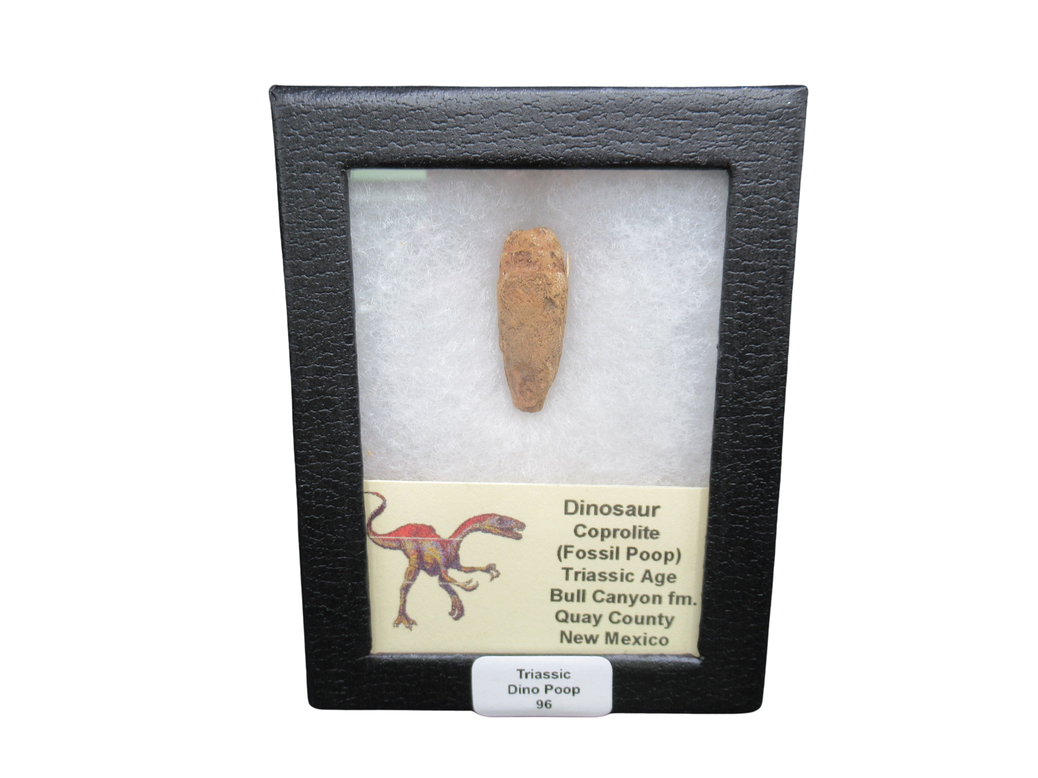 Triassic Age Dinosaur Coprolite from Bull Canyon Formation New Mexico 96c | Fossils for Sale