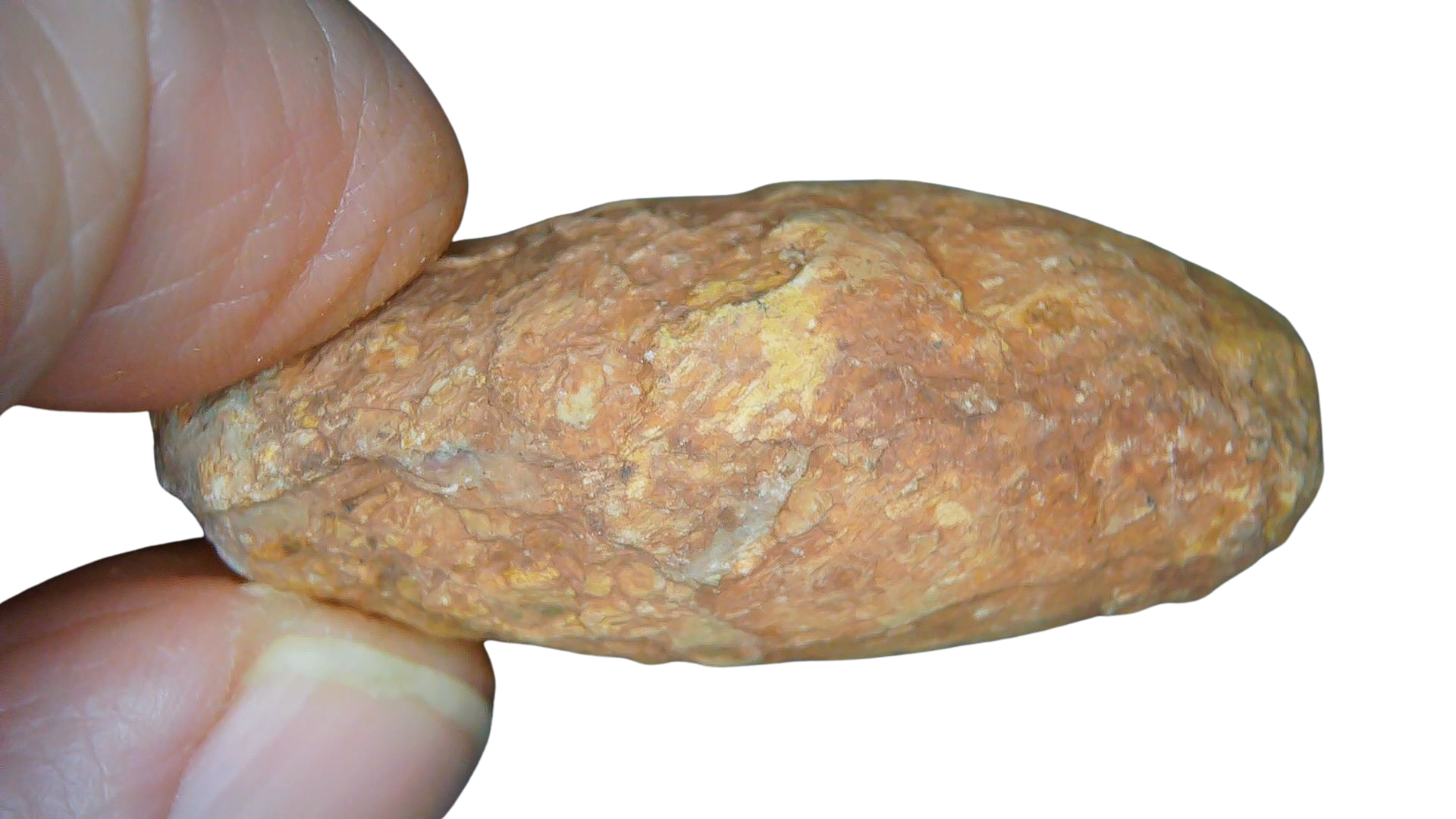 Triassic Age Dinosaur Coprolite from Bull Canyon Formation New Mexico 97 | Fossils for Sale