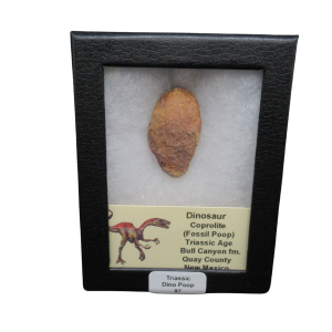 Coprolite - Triassic Dinosaur Poop for Sale from New Mexico #97