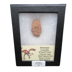 Coprolite - Triassic Dinosaur Poop for Sale from New Mexico #98