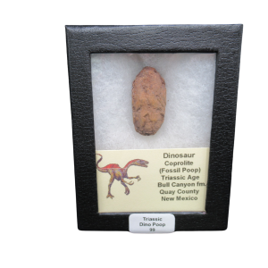 Coprolite - Triassic Dinosaur Poop for Sale from New Mexico #99