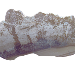Genuine Triassic Age Cotham Marble Stromatolite Fossil for Sale from England #31