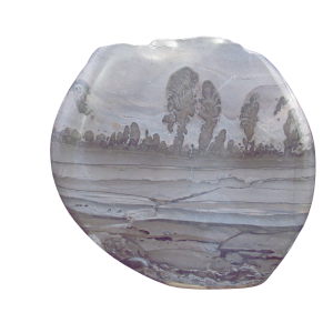 Genuine Triassic Age Cotham Marble Stromatolite Fossil for Sale from England #33