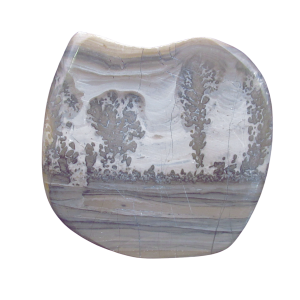 Genuine Triassic Age Cotham Marble Stromatolite Fossil for Sale from England #37