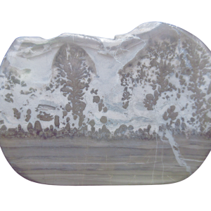 Genuine Triassic Age Cotham Marble Stromatolite Fossil for Sale from England #40