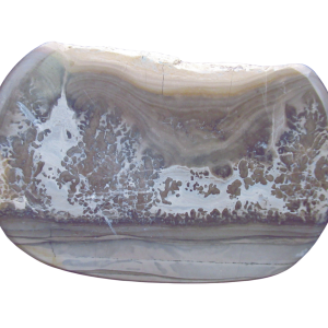 Genuine Triassic Age Cotham Marble Stromatolite Fossil for Sale from England #41