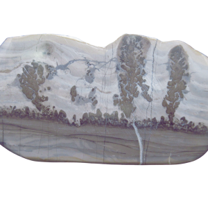 Genuine Triassic Age Cotham Marble Stromatolite Fossil for Sale from England #42