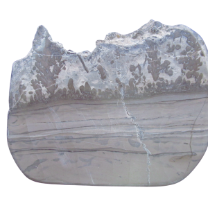Genuine Triassic Age Cotham Marble Stromatolite Fossil for Sale from England #43