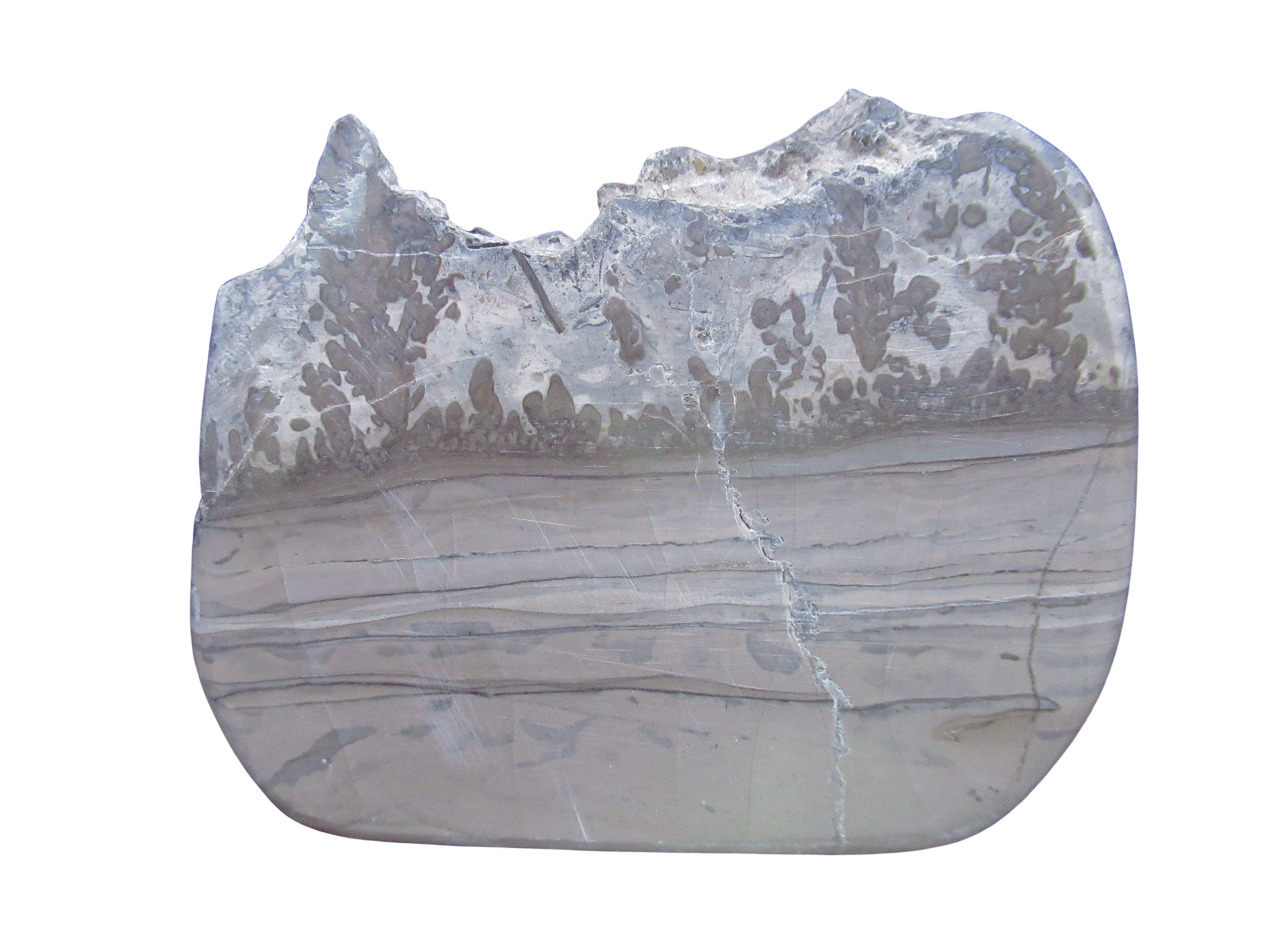 Triassic Cotham Marble Stromatolite from England 43 | Fossils for Sale Genuine Triassic Age Cotham Marble Stromatolite Fossil for Sale from England #43