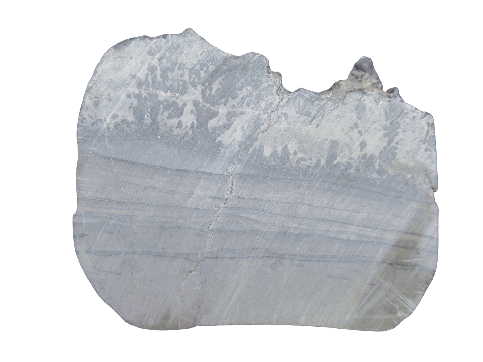 Triassic Cotham Marble Stromatolite from England 43a | Fossils for Sale Genuine Triassic Age Cotham Marble Stromatolite Fossil for Sale from England #43a