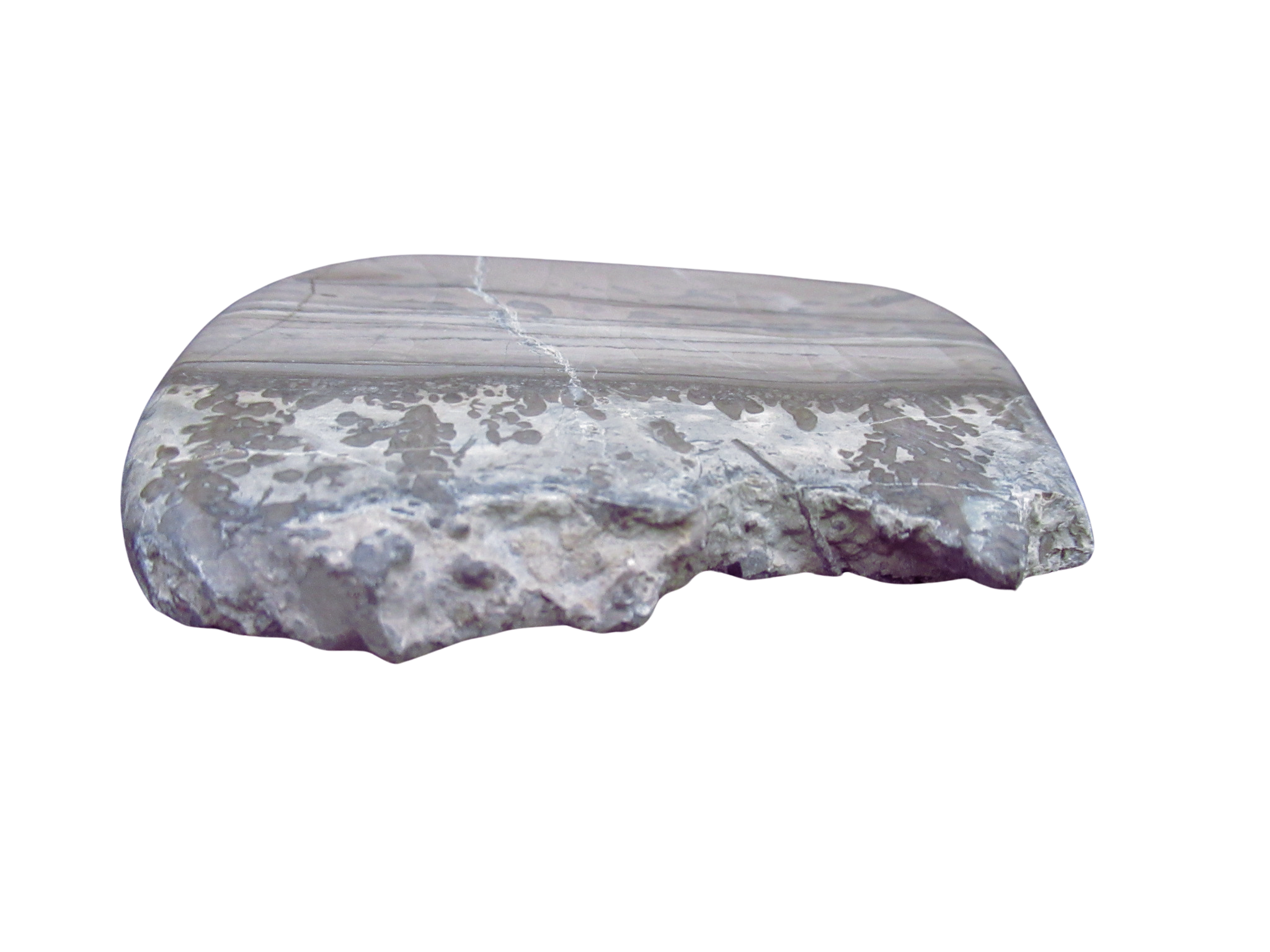 Triassic Cotham Marble Stromatolite from England 43b | Fossils for Sale Genuine Triassic Age Cotham Marble Stromatolite Fossil for Sale from England #43b