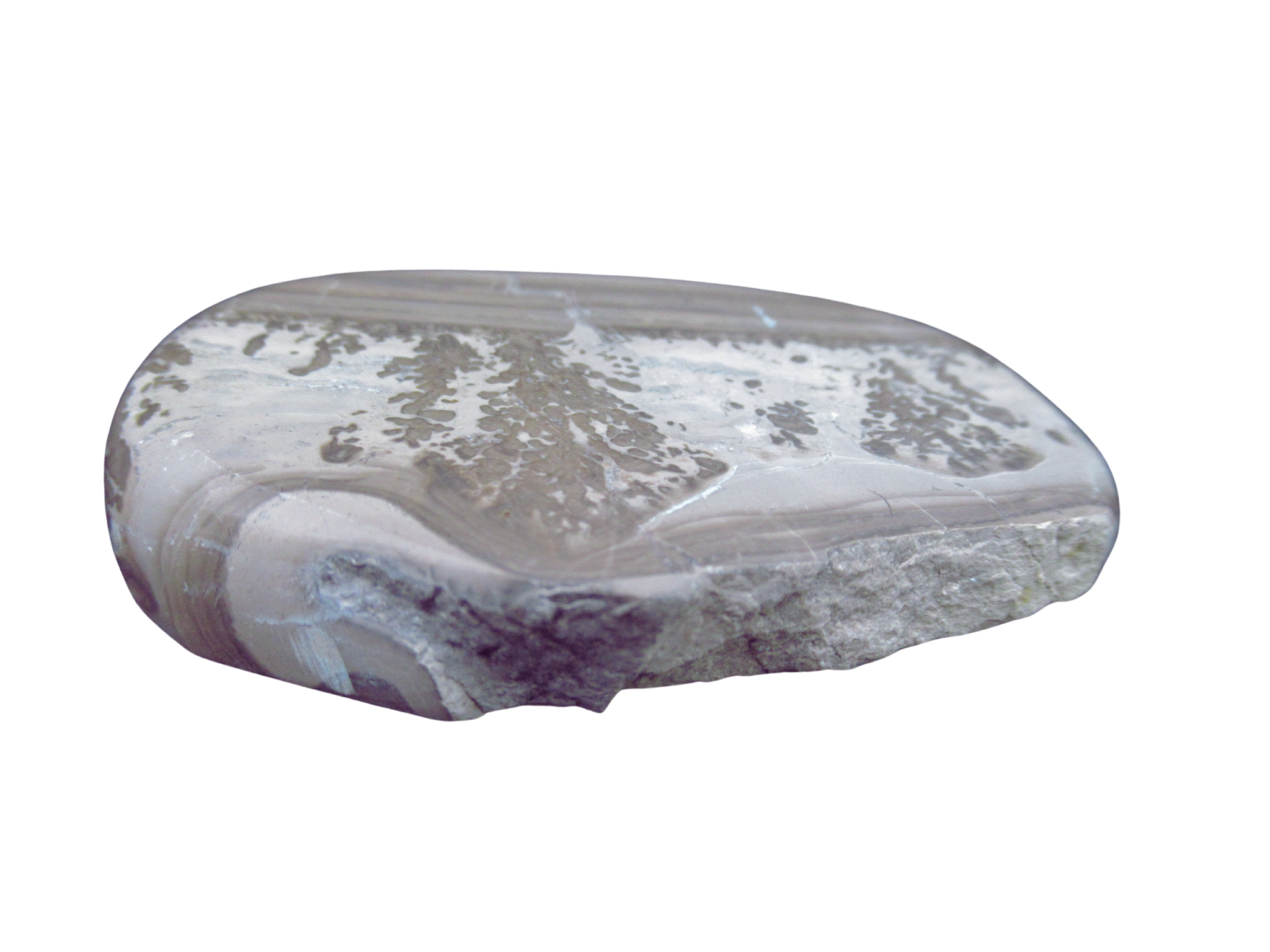 Triassic Cotham Marble Stromatolite from England 44b | Fossils for Sale Genuine Triassic Age Cotham Marble Stromatolite Fossil for Sale from England #44b