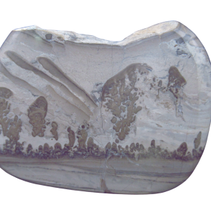 Genuine Triassic Age Cotham Marble Stromatolite Fossil for Sale from England #45