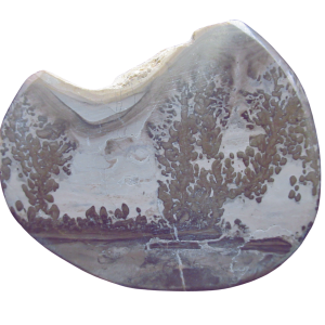 Genuine Triassic Age Cotham Marble Stromatolite Fossil for Sale from England #46