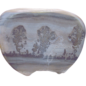 Genuine Triassic Age Cotham Marble Stromatolite Fossil for Sale from England #47
