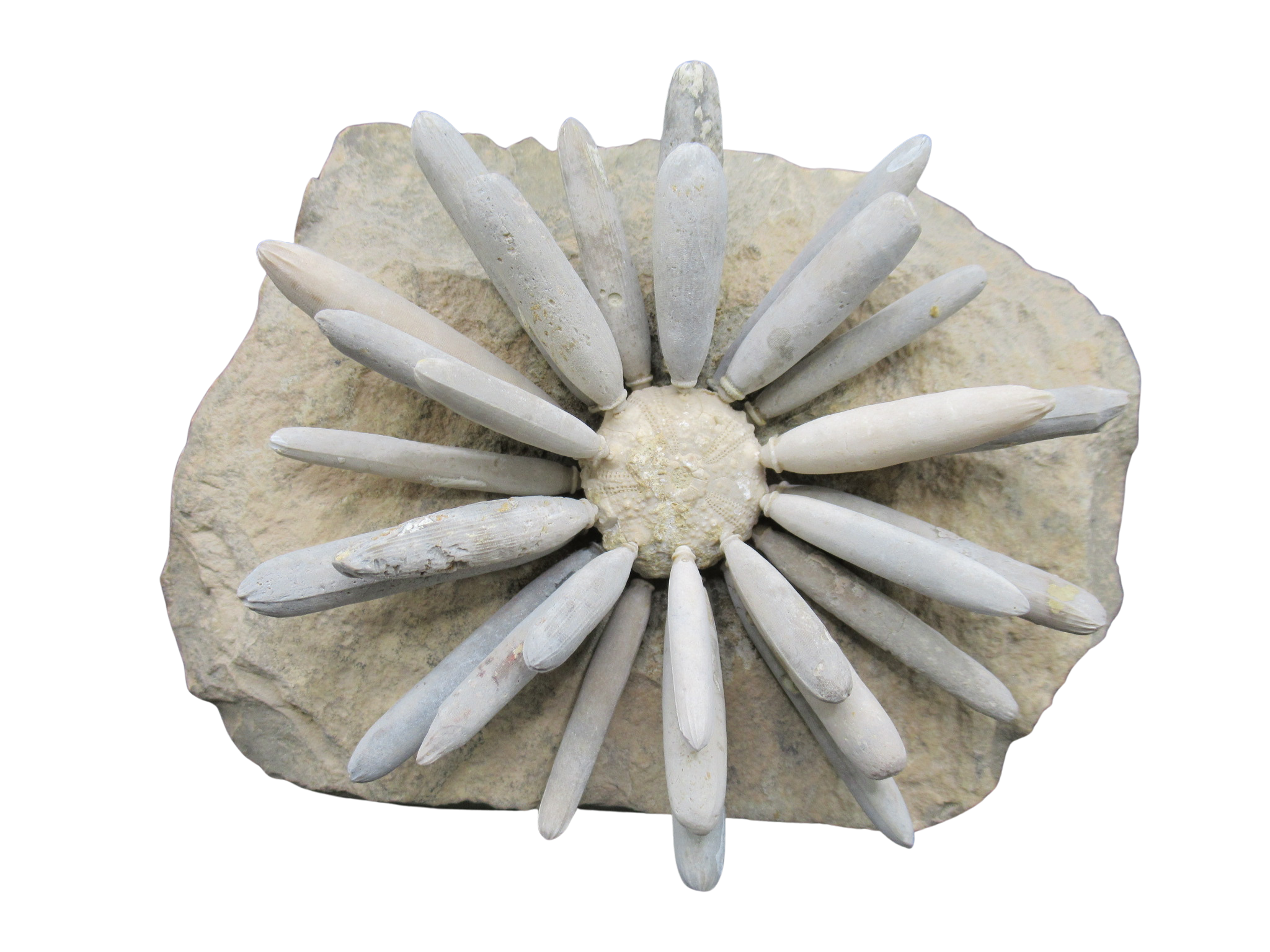 c64ec4c3-d4bf-4e91-a112-a7e9c2664915 | Fossils for Sale