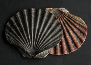 Pecten and Turritella