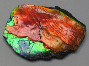 Ammolite Ammonite