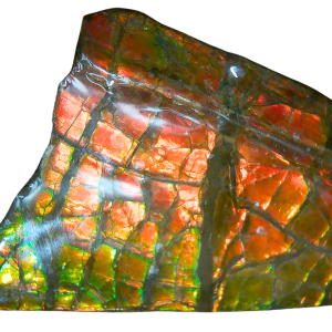 Ammolite Ammonite Gem & Fossil Specimen for Sale #1