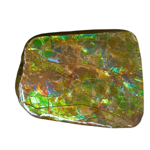 Ammolite Ammonite Gem & Fossil Specimen for Sale #12