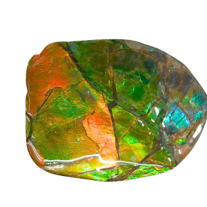 Ammolite Ammonite Gem & Fossil Specimen for Sale #13