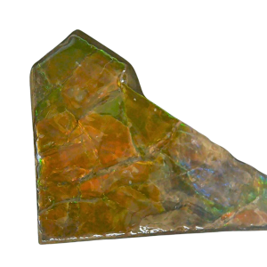 Ammolite Ammonite Gem & Fossil Specimen for Sale #14