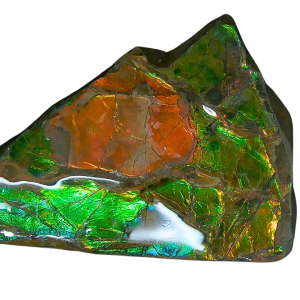 Ammolite Ammonite Gem & Fossil Specimen for Sale #15