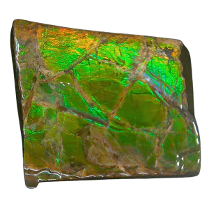 Ammolite Ammonite Gem & Fossil Specimen for Sale #17