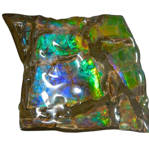 Ammolite Ammonite Gem & Fossil Specimen for Sale #18