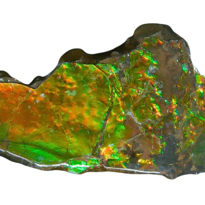 Ammolite Ammonite Gem & Fossil Specimen for Sale #19