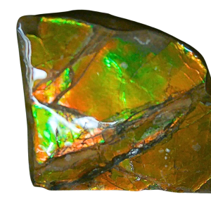 Ammolite Ammonite Gem & Fossil Specimen for Sale #2