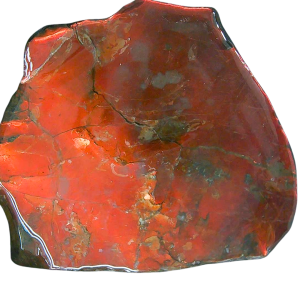 Ammolite Ammonite Gem & Fossil Specimen for Sale #3