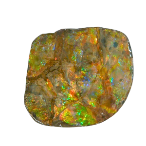 Ammolite Ammonite Gem & Fossil Specimen for Sale #4
