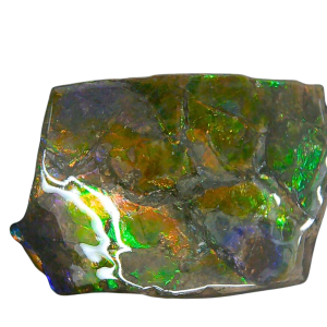 Ammolite Ammonite Gem & Fossil Specimen for Sale #5