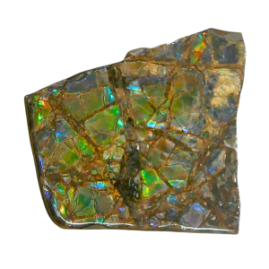 Ammolite Ammonite Gem & Fossil Specimen for Sale #6