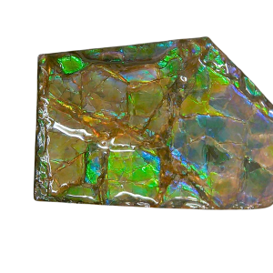 Ammolite Ammonite Gem & Fossil Specimen for Sale #7